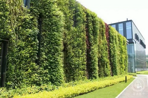 室外活体植物墙