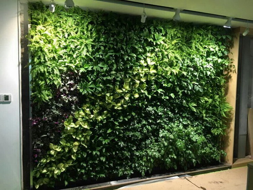 室内绿化植物墙