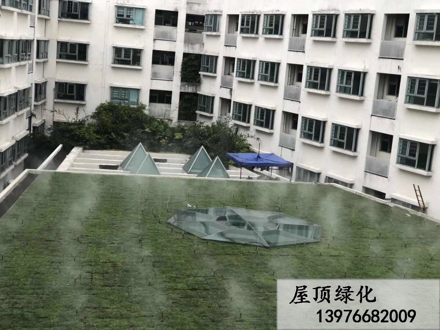 屋顶绿化